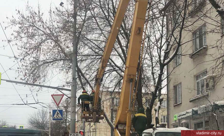 Во Владимире в плановом порядке удаляют аварийные деревья