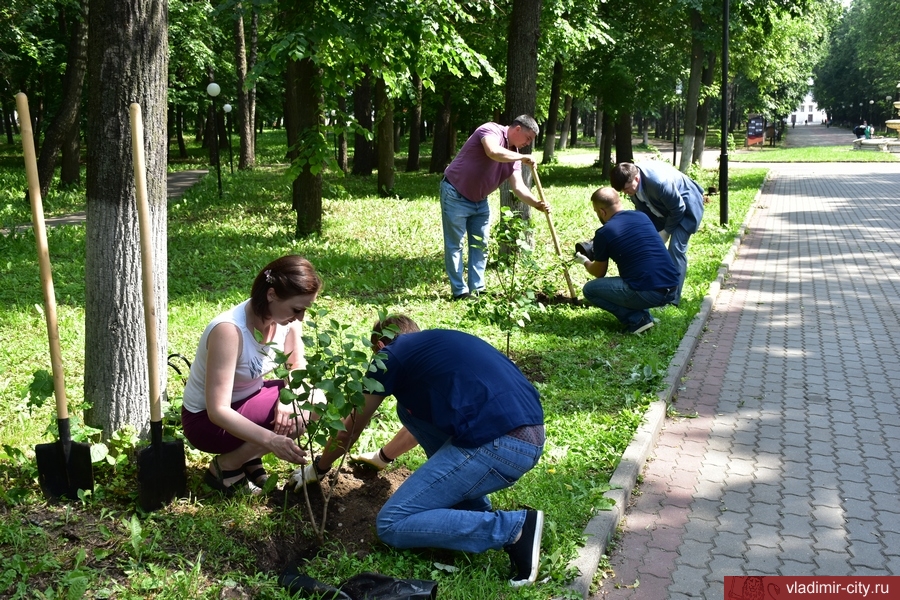 В Центральном парке города Владимира высадили «Сирень Победы»