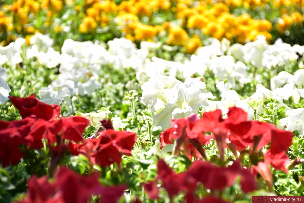 Город Владимир украсят более 350 тысяч цветов