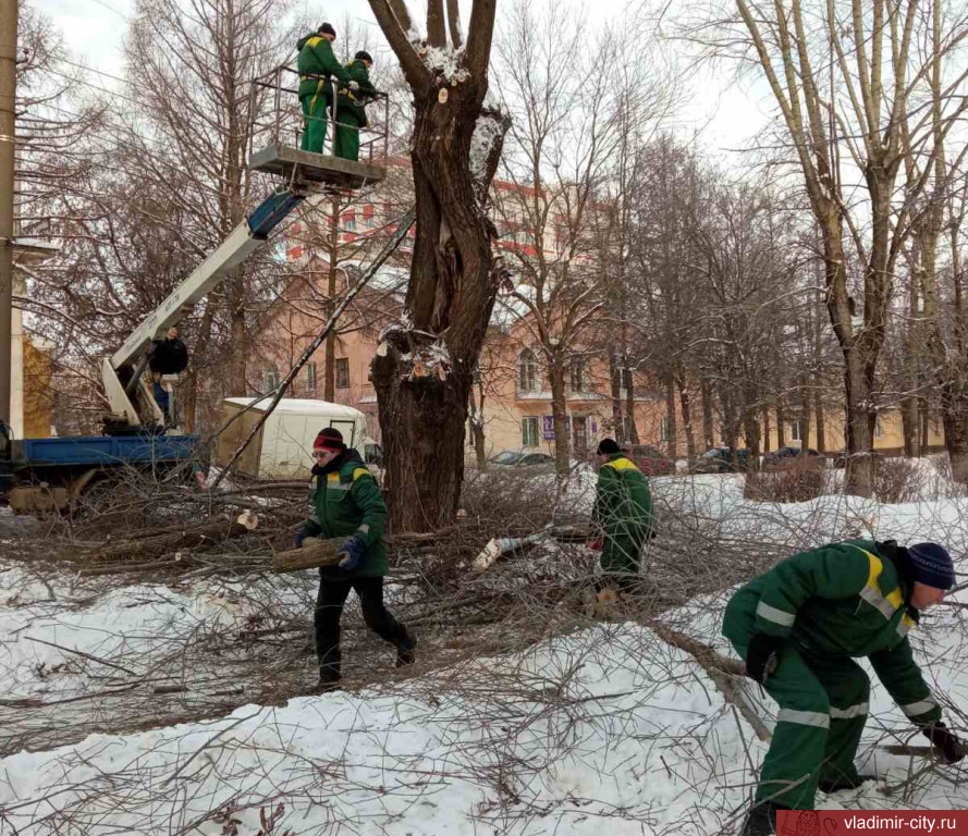 Санитарная обрезка деревьев фото