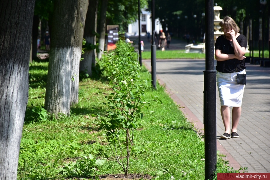 В Центральном парке города Владимира высадили «Сирень Победы»